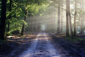 avenue, trees, path-815297.jpg